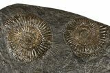 Dactylioceras Ammonite Cluster - Posidonia Shale, Germany #180415-1